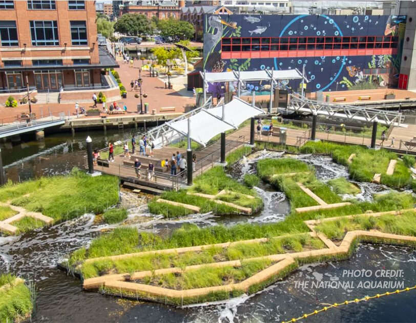 National Aquarium Harbor Floating Wetland
