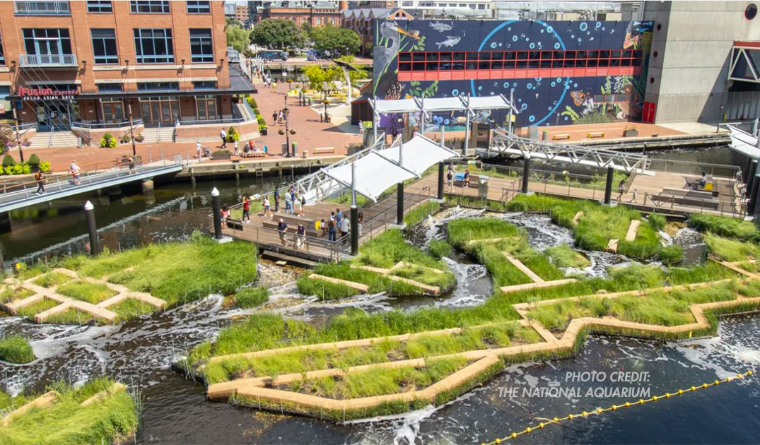 National Aquarium Harbor Floating Wetland