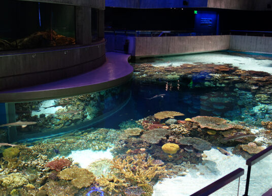 Blacktip Reef Exhibit Renovation