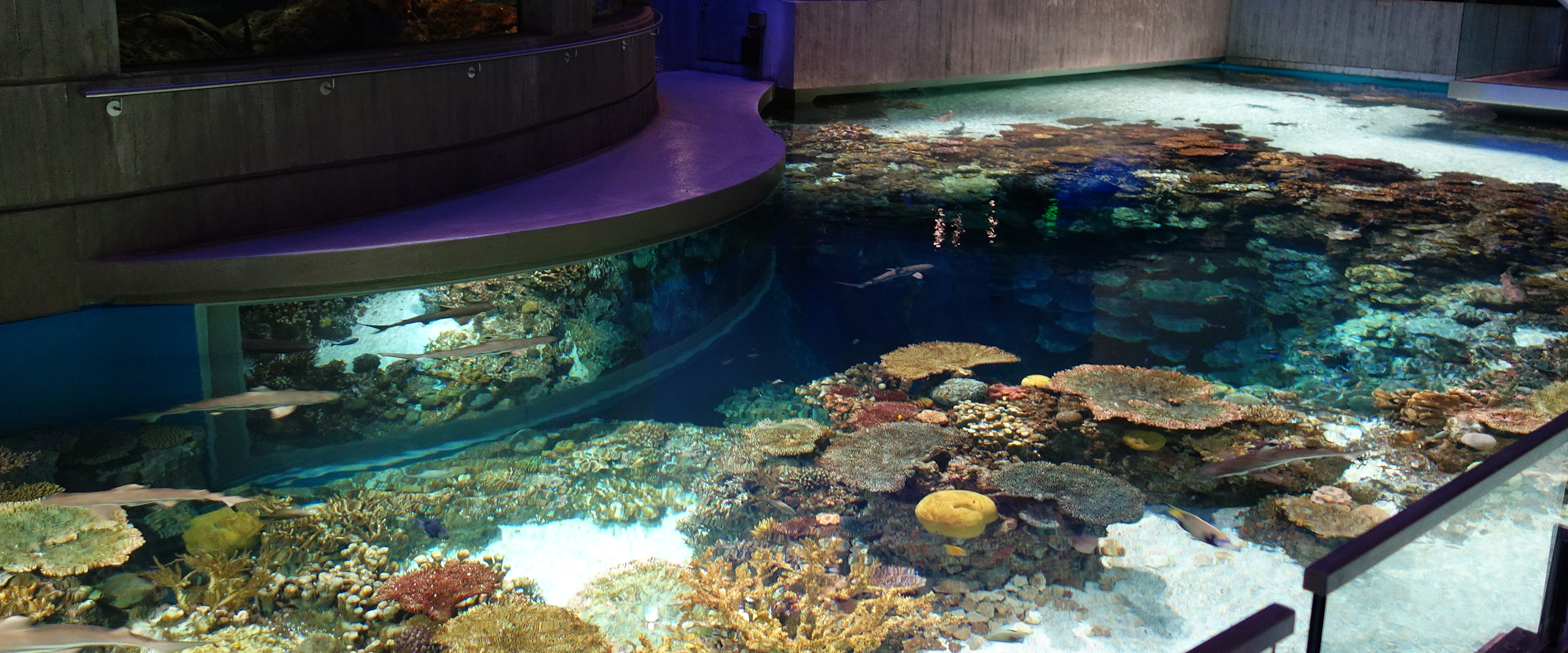 Blacktip Reef Exhibit Renovation
