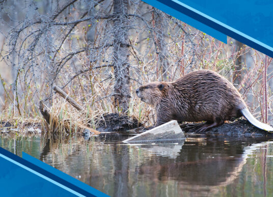 KCI Insights: Supporting Beaver Coexistence Through Practical Solutions