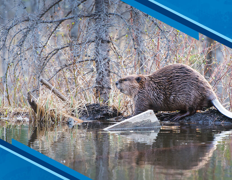 KCI Insights: Supporting Beaver Coexistence Through Practical Solutions