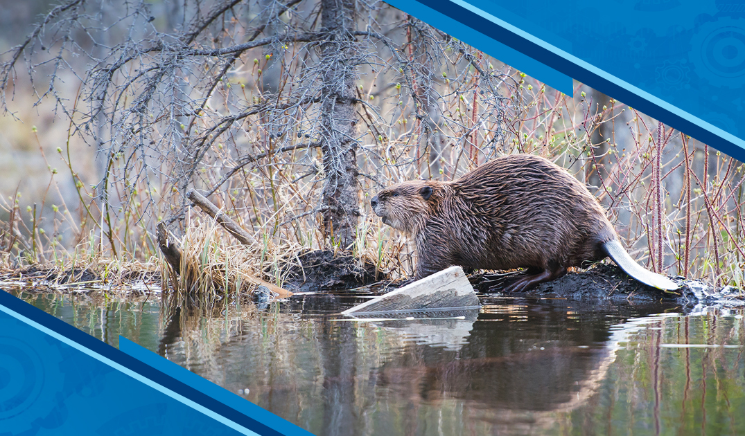 KCI Insights: Supporting Beaver Coexistence Through Practical Solutions ...