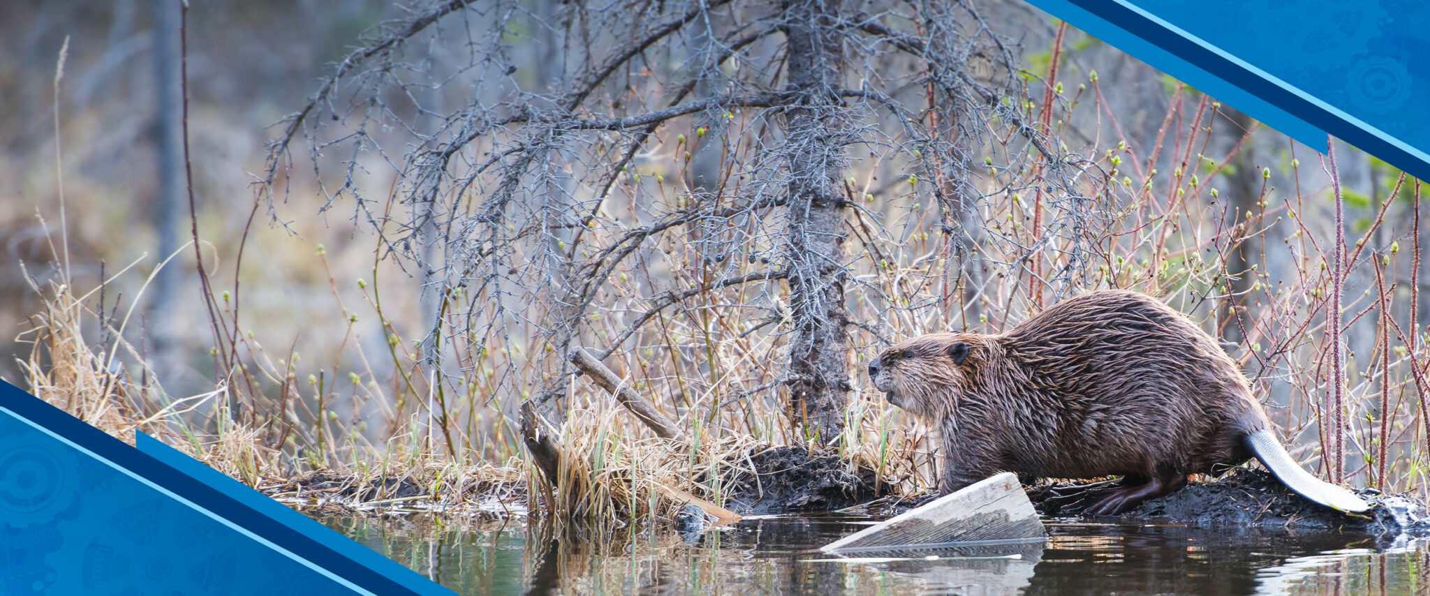 KCI Insights: Supporting Beaver Coexistence Through Practical Solutions ...