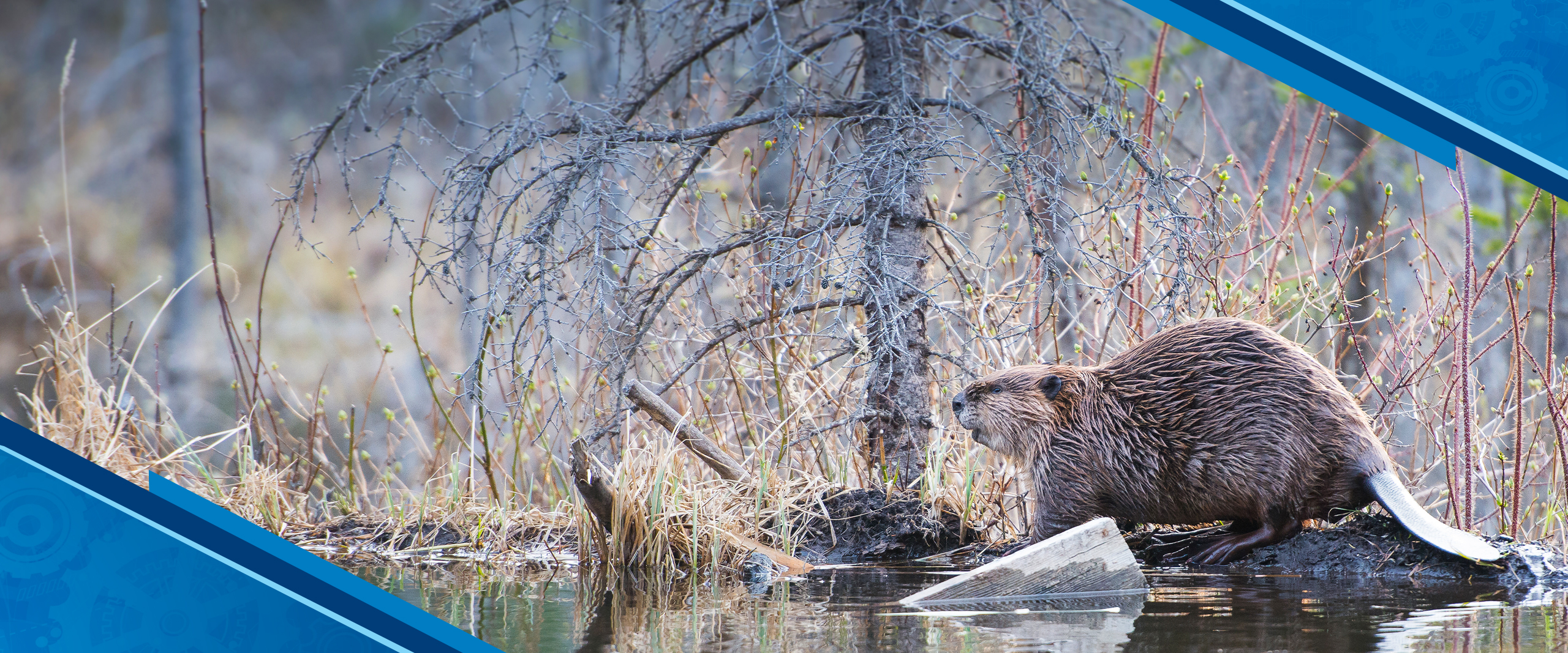 KCI Insights: Supporting Beaver Coexistence Through Practical Solutions
