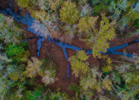 Aerial view of restored stream channels at the Rough Horn wetland restoration in Columbus County, North Carolina