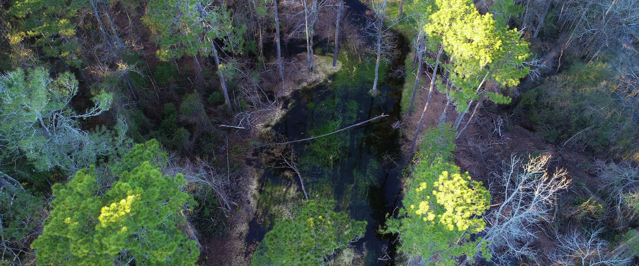 Stream corridor through restored wetland forest at the Rough Horn site in Columbus County, North Carolina
