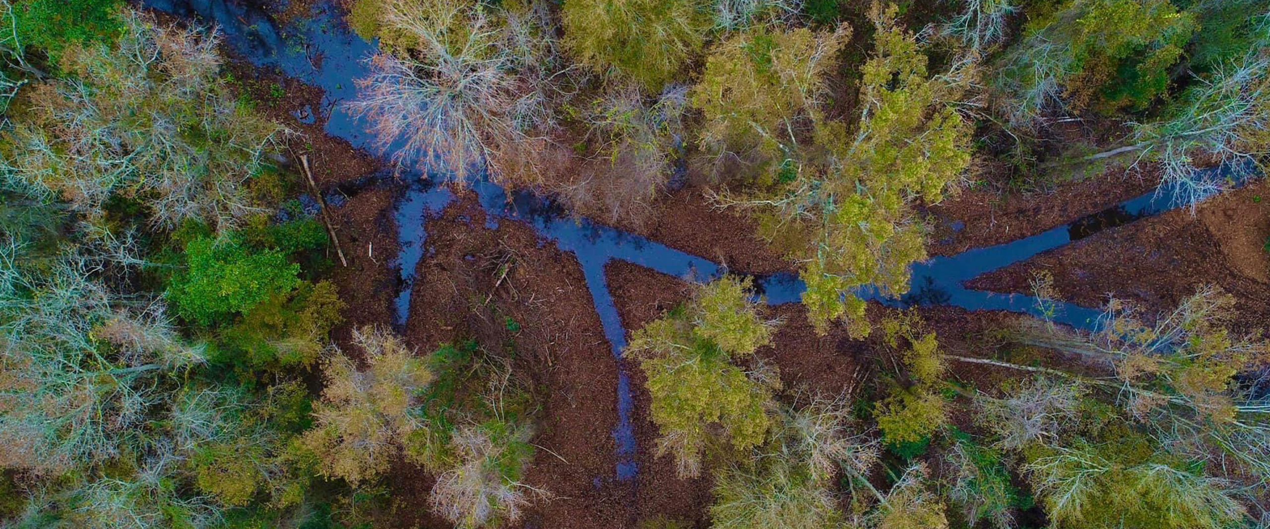 Branching stream channels through forested wetland at the Rough Horn site in Columbus County, North Carolina
