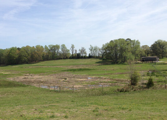 Wetland restoration area at the Stanley's Slough project site in Northampton County, North Carolina