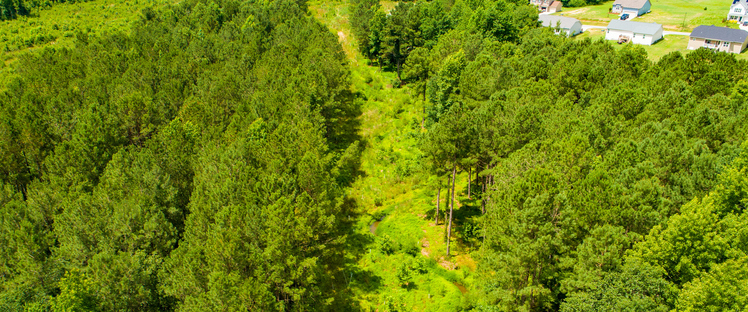 Mature riparian buffer and stream corridor at the Stony Fork restoration site in Johnston County, North Carolina