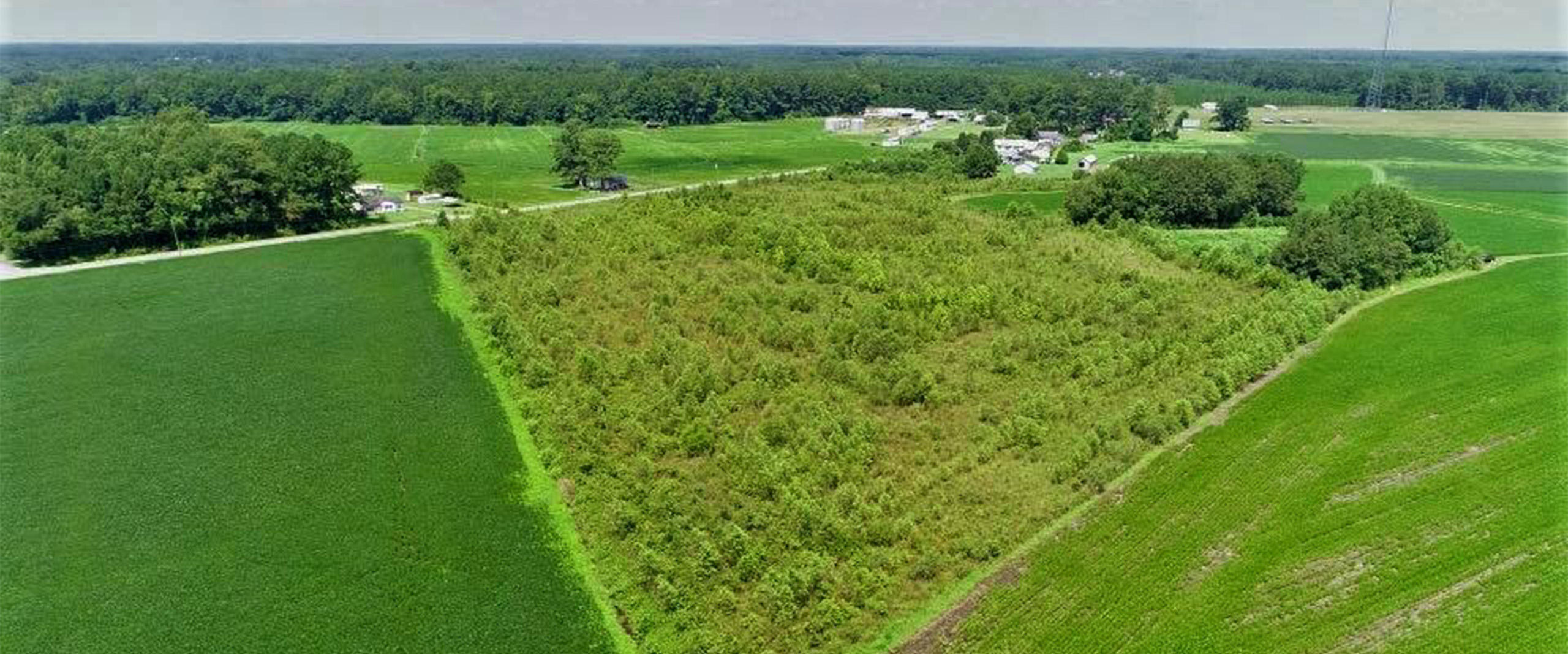 Restored wetland habitat surrounded by farmland at the Twin Bays project site in Duplin County, North Carolina